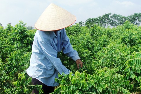 Công dụng của rau ngót với trẻ nhỏ